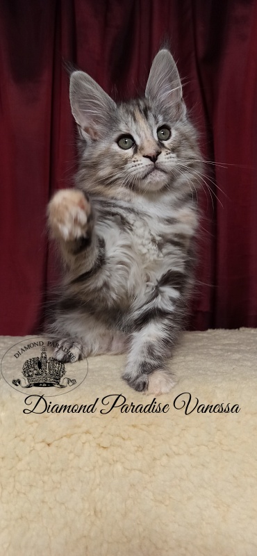 Diamond Paradise Vanessa - Kitten maine-coon 2 months 1 week