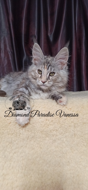 Diamond Paradise Vanessa - Kitten maine-coon 2 months 4 weeks