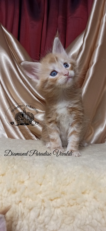 Diamond Paradise Vivaldi - Kitten maine-coon 1 month