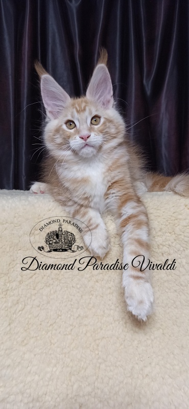 Diamond Paradise Vivaldi - Kitten maine-coon 2 months 4 weeks