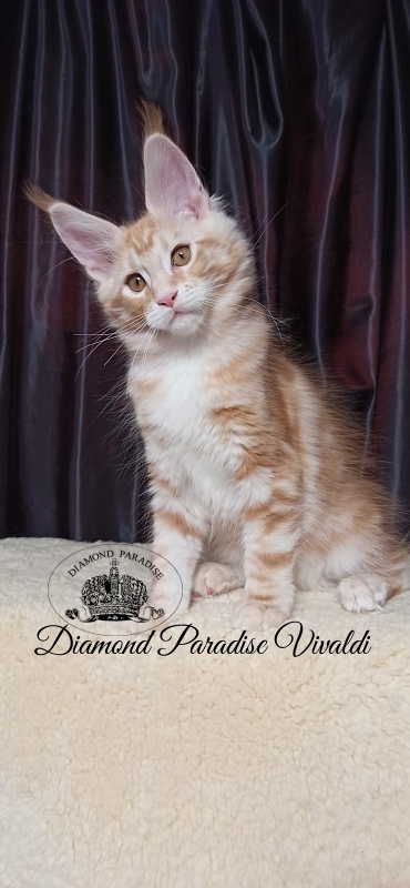 Diamond Paradise Vivaldi - Kitten maine-coon 2 months 4 weeks