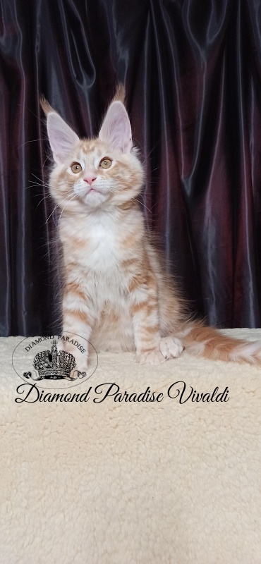 Diamond Paradise Vivaldi - Kitten maine-coon 2 months 4 weeks