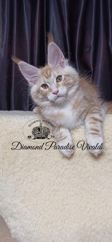 Diamond Paradise Vivaldi - Kitten maine-coon 2 months 4 weeks