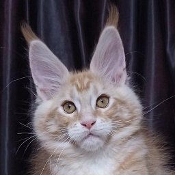 Diamond Paradise Vivaldi