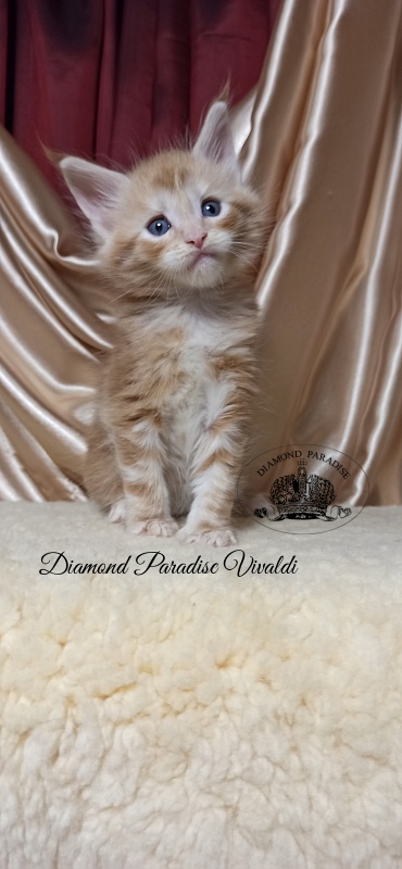 Diamond Paradise Vivaldi - Kitten maine-coon 1 month