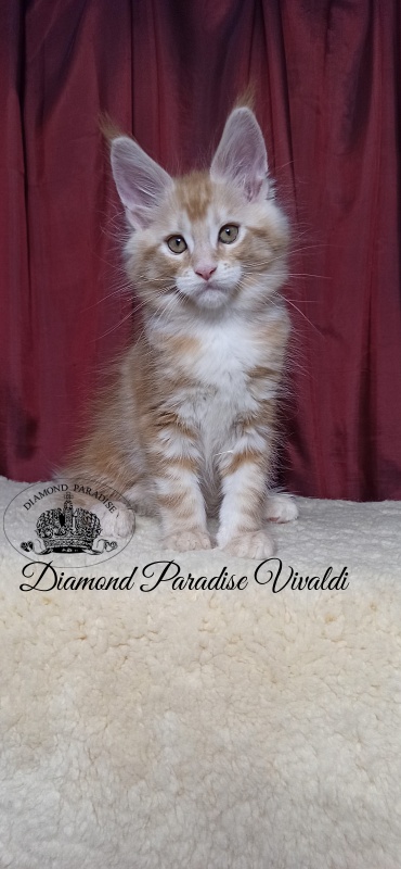 Diamond Paradise Vivaldi - Kitten maine-coon 2 months 1 week