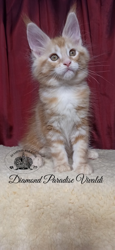 Diamond Paradise Vivaldi - Kitten maine-coon 2 months 1 week