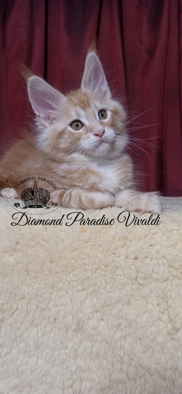 Diamond Paradise Vivaldi - Kitten maine-coon 2 months 1 week