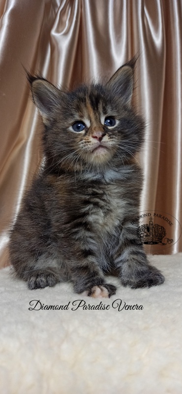 Diamond Paradise Venera - Kitten maine-coon 1 month