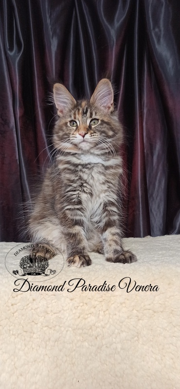 Diamond Paradise Venera - Kitten maine-coon 2 months 4 weeks