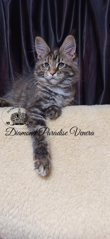 Diamond Paradise Venera - Kitten maine-coon 2 months 4 weeks