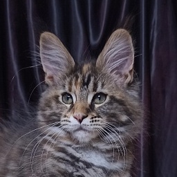 Diamond Paradise Venera