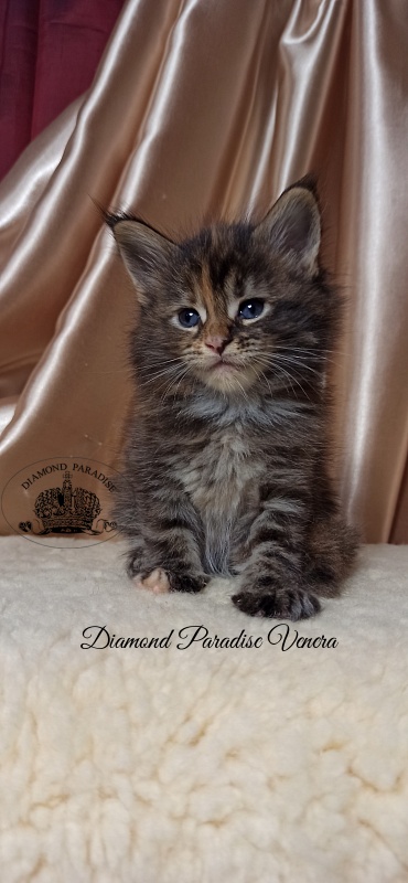 Diamond Paradise Venera - Kitten maine-coon 1 month