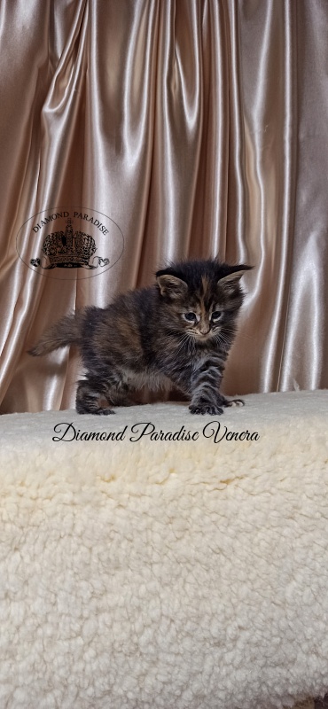 Diamond Paradise Venera - Kitten maine-coon 1 month