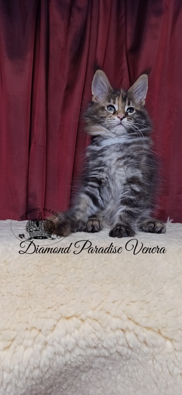 Diamond Paradise Venera - Kitten maine-coon 2 months 1 week