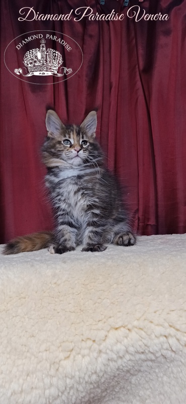 Diamond Paradise Venera - Kitten maine-coon 2 months 1 week