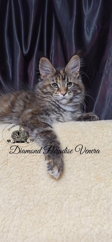 Diamond Paradise Venera - Kitten maine-coon 2 months 4 weeks