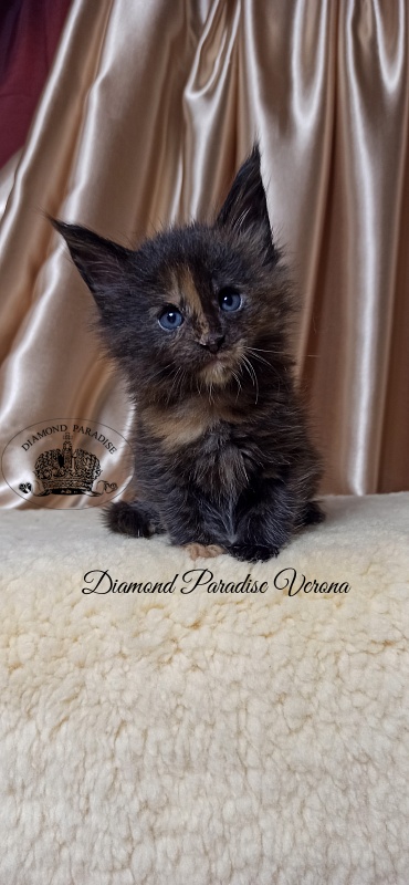 Diamond Paradise Verona - Кошеня мейн-кун 1 місяць