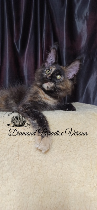 Diamond Paradise Verona - Кошеня мейн-кун 2 місяця 4 тижні