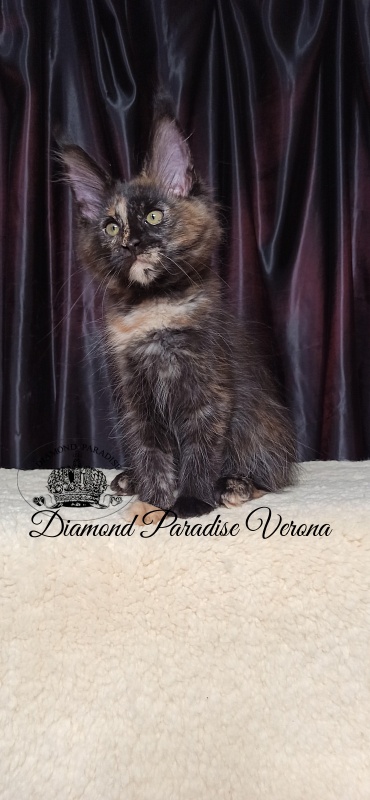 Diamond Paradise Verona - Кошеня мейн-кун 2 місяця 4 тижні