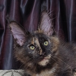 Diamond Paradise Verona