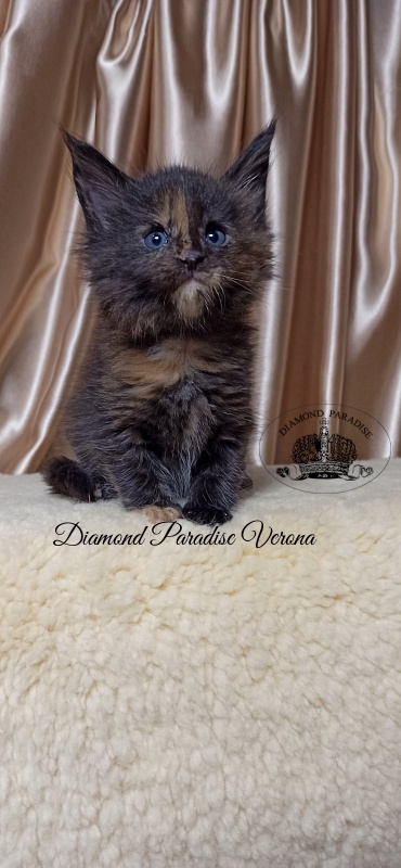Diamond Paradise Verona - Кошеня мейн-кун 1 місяць