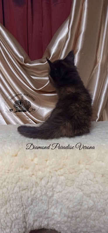 Diamond Paradise Verona - Кошеня мейн-кун 1 місяць