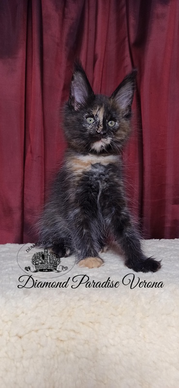 Diamond Paradise Verona - Кошеня мейн-кун 2 місяця 1 тиждень