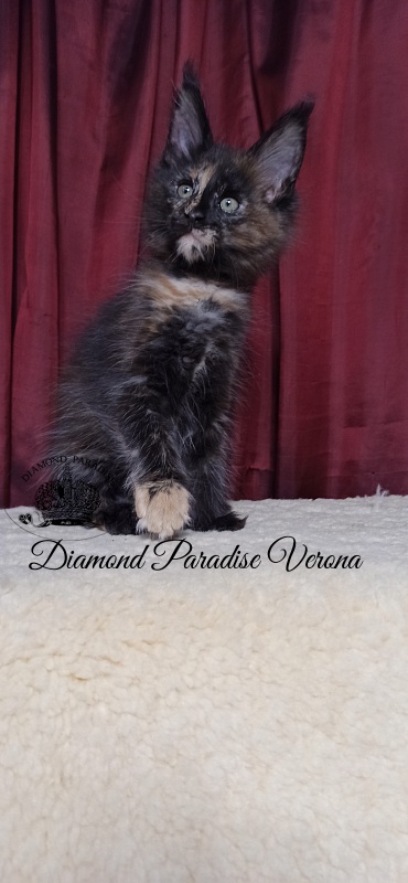 Diamond Paradise Verona - Кошеня мейн-кун 2 місяця 1 тиждень