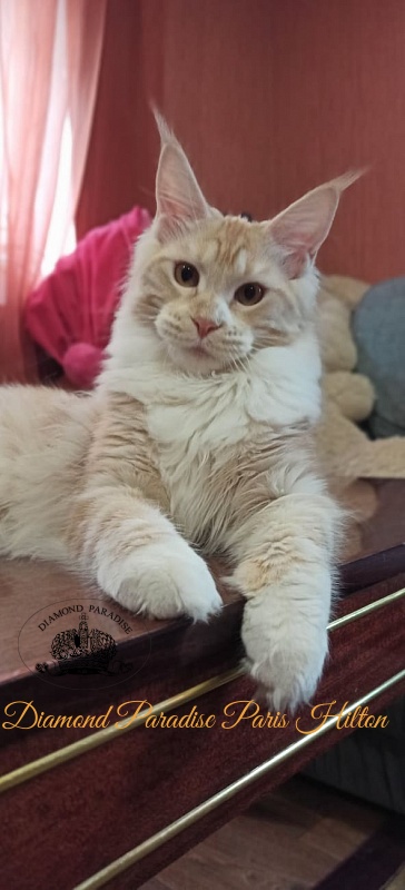 Diamond Paradise Paris Hilton - Kitten maine-coon 6 months 2 weeks