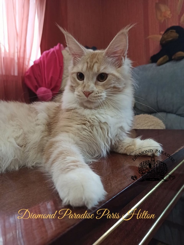 Diamond Paradise Paris Hilton - Kitten maine-coon 6 months 2 weeks