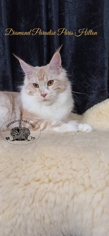 Diamond Paradise Paris Hilton - Kitten maine-coon 6 months 3.5 weeks