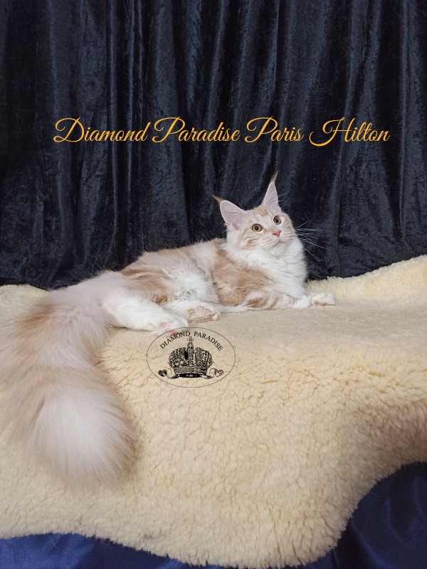 Diamond Paradise Paris Hilton - Kitten maine-coon 6 months 3.5 weeks