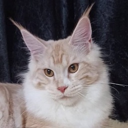 Diamond Paradise Paris Hilton