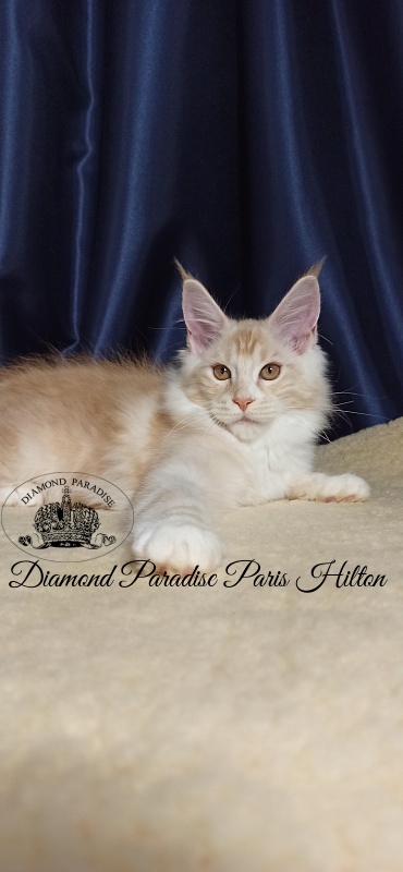 Diamond Paradise Paris Hilton - Kitten maine-coon 3 months 1 week
