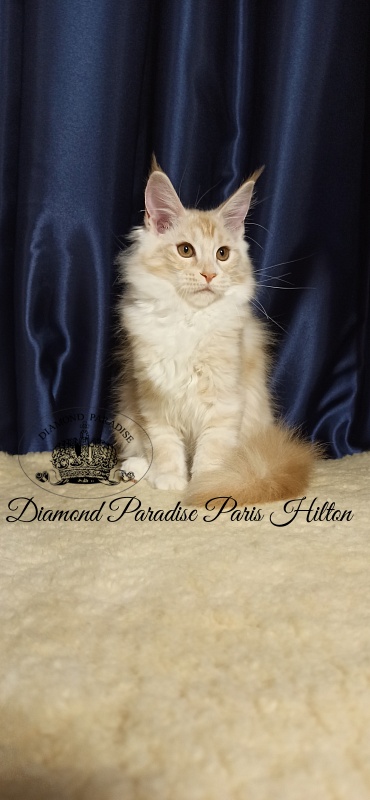 Diamond Paradise Paris Hilton - Kitten maine-coon 3 months 1 week