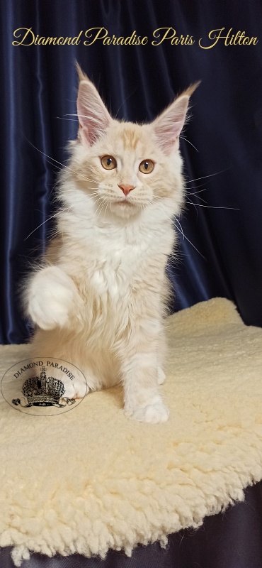 Diamond Paradise Paris Hilton - Kitten maine-coon 3 months 1 week