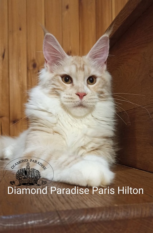 Diamond Paradise Paris Hilton - Kitten maine-coon 5 months 1.5 week