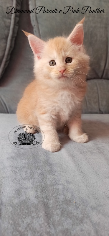Diamond Paradise Pink Panther - Кошеня мейн-кун 1 місяць 1 тиждень