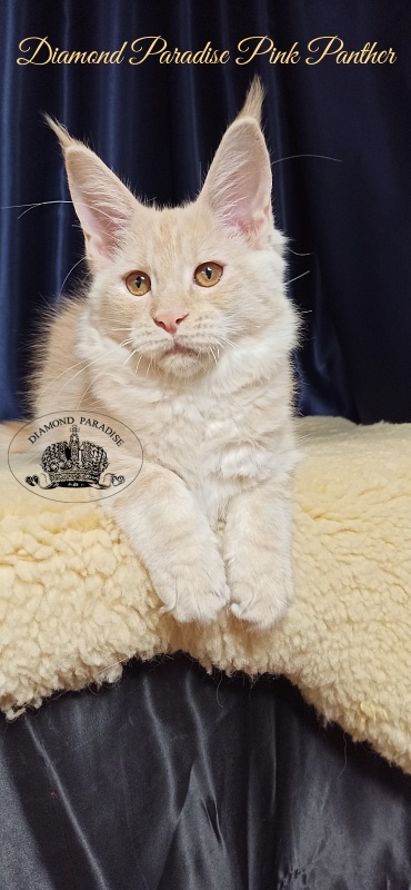 Diamond Paradise Pink Panther - Кошеня мейн-кун 3 місяця 1 тиждень