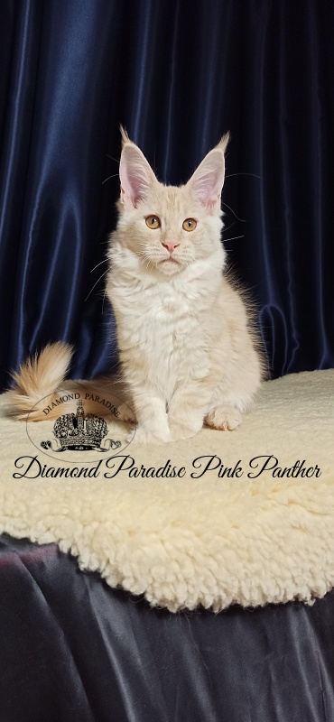 Diamond Paradise Pink Panther - Кошеня мейн-кун 3 місяця 1 тиждень