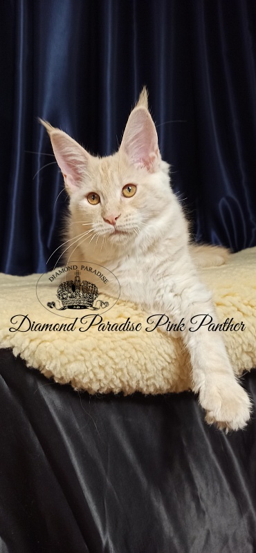 Diamond Paradise Pink Panther - Кошеня мейн-кун 3 місяця 1 тиждень