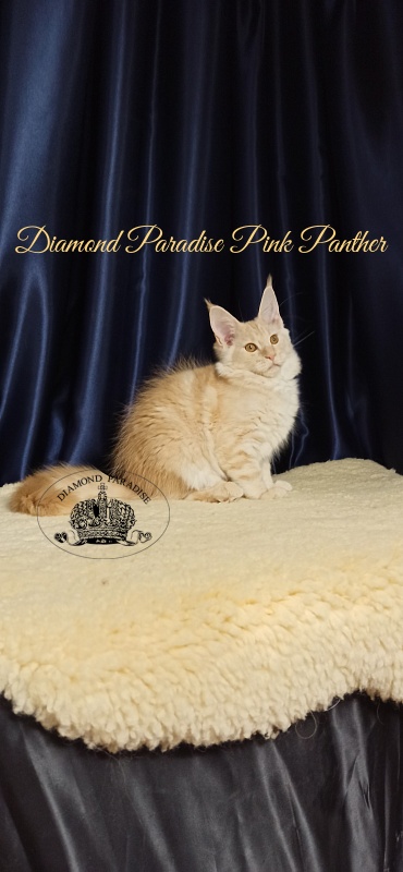 Diamond Paradise Pink Panther - Кошеня мейн-кун 3 місяця 1 тиждень