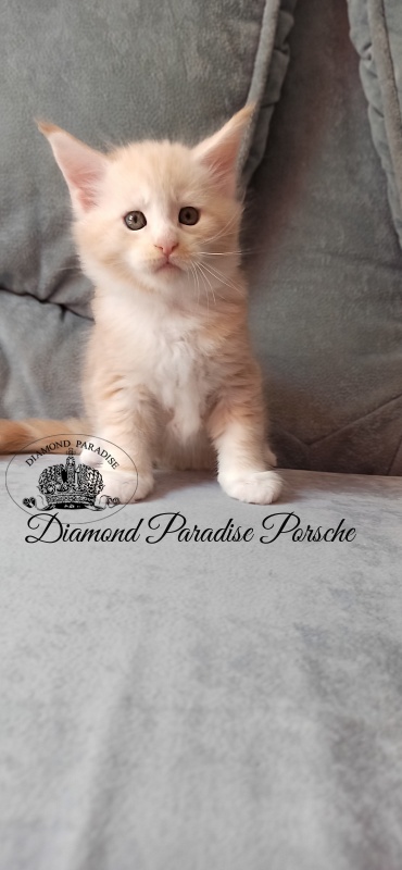 Diamond Paradise Porsche - Кошеня мейн-кун 1 місяць 1 тиждень