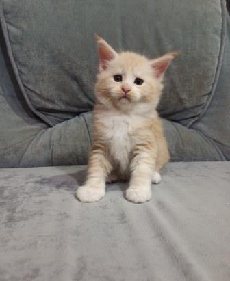 Diamond Paradise Porsche - Кошеня мейн-кун 1 місяць 1 тиждень