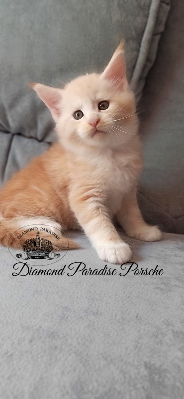 Diamond Paradise Porsche - Кошеня мейн-кун 1 місяць 1 тиждень