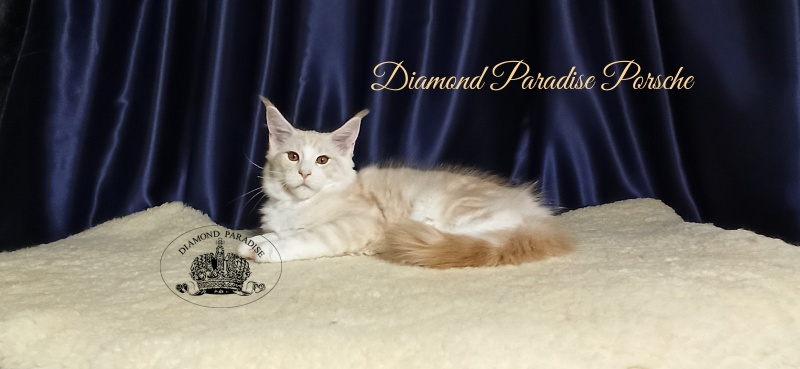Diamond Paradise Porsche - Кошеня мейн-кун 3 місяця 1 тиждень