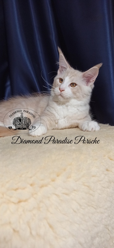 Diamond Paradise Porsche - Кошеня мейн-кун 3 місяця 1 тиждень