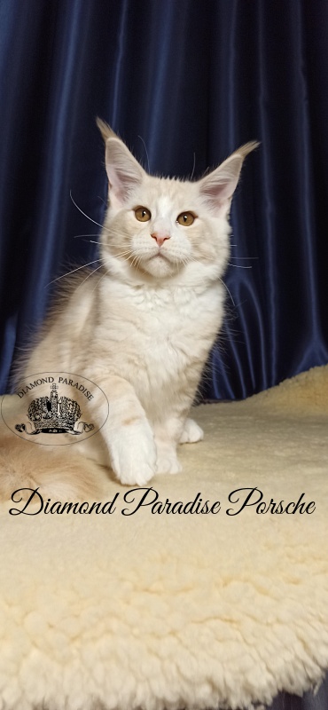 Diamond Paradise Porsche - Кошеня мейн-кун 3 місяця 1 тиждень