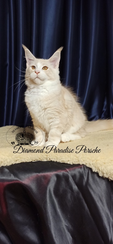 Diamond Paradise Porsche - Кошеня мейн-кун 3 місяця 1 тиждень